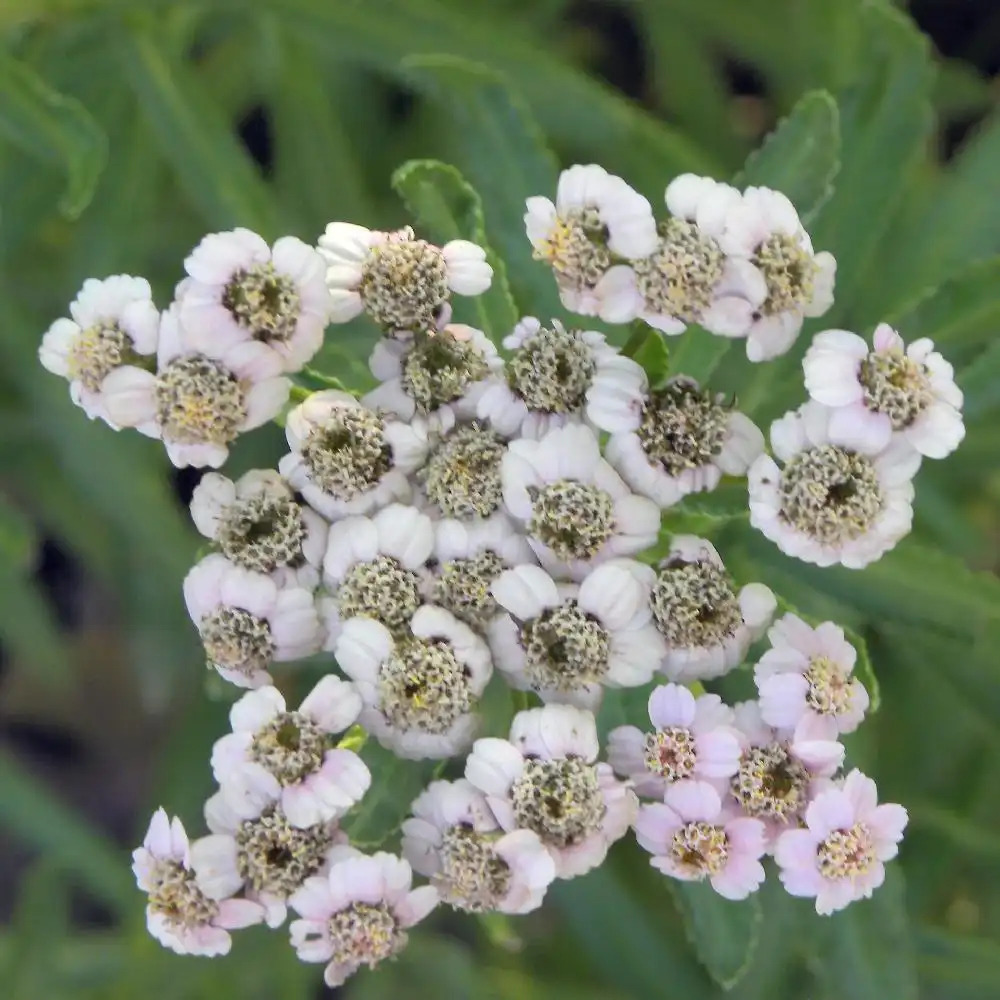 ACHILLEA sibirica 'Love Parade'