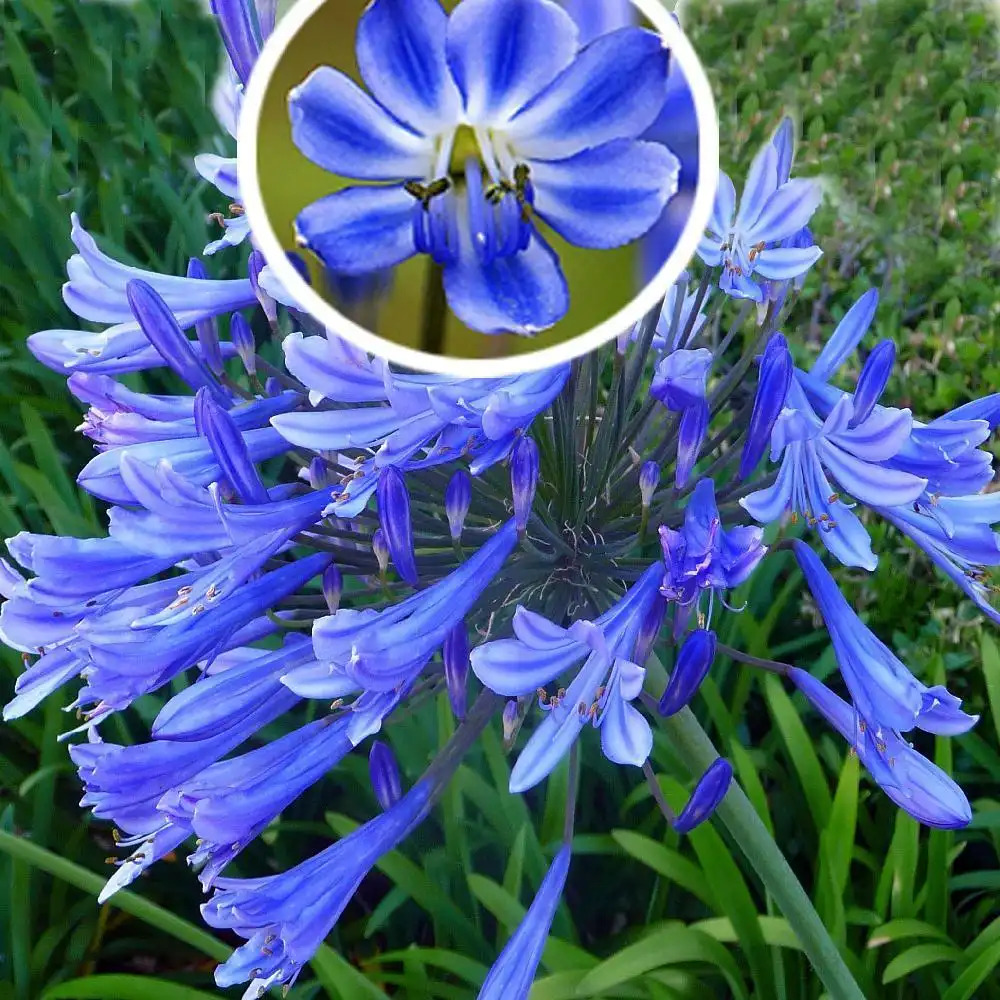 AGAPANTHUS 'Blue Giant' - Fleur de l'Amour - Agapanthe - pépinières Lepage  Bretagne Bord de mer