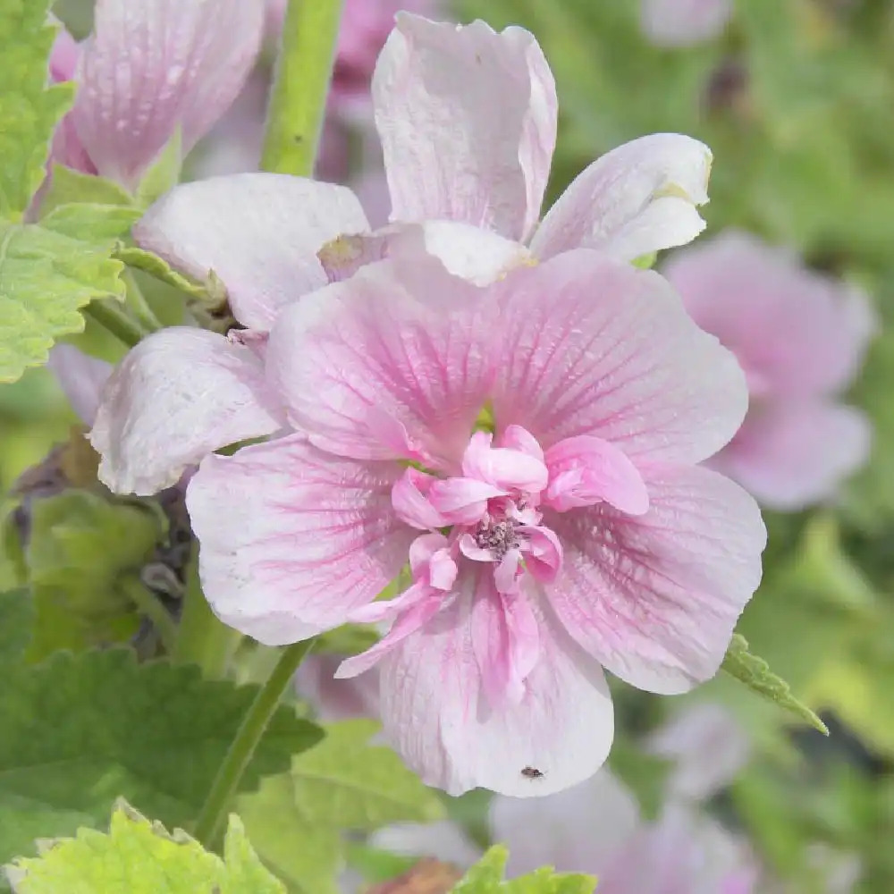 ALCALTHAEA suffrutescens 'Parkfrieden'