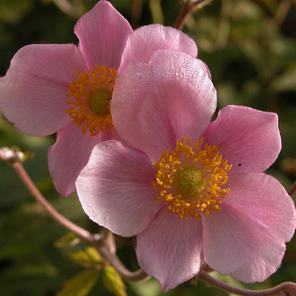 ANEMONE tomentosa 'Robustissima'