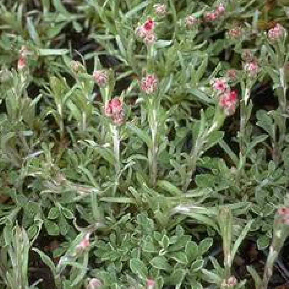 ANTENNARIA dioica 'Rubra'