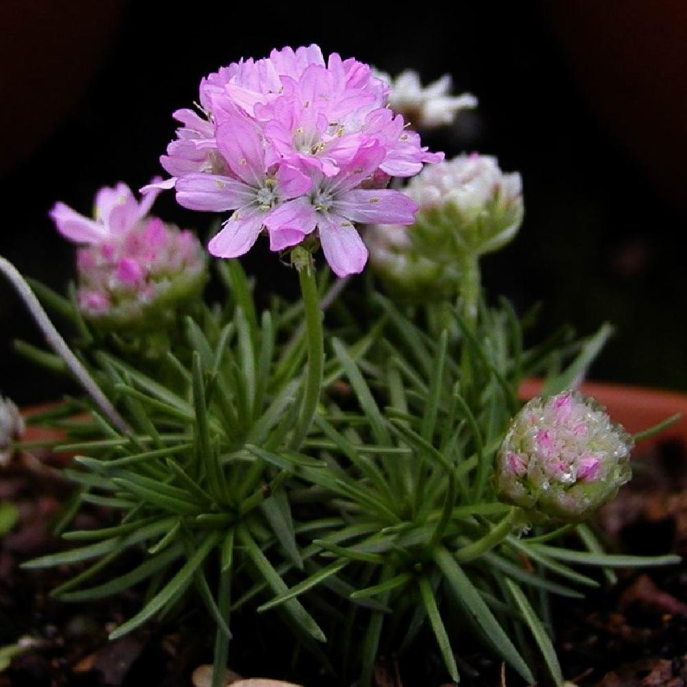 ARMERIA juniperifolia (caespitosa)