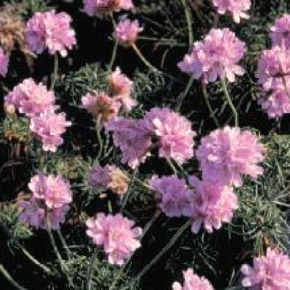 ARMERIA maritima 'Val Rose'