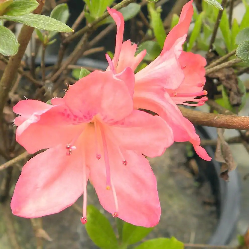 AZALEA japonica 'Blaauw's Pink'