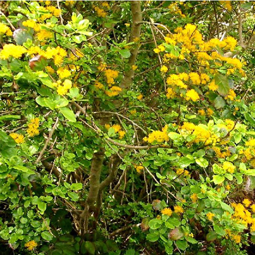 AZARA dentata