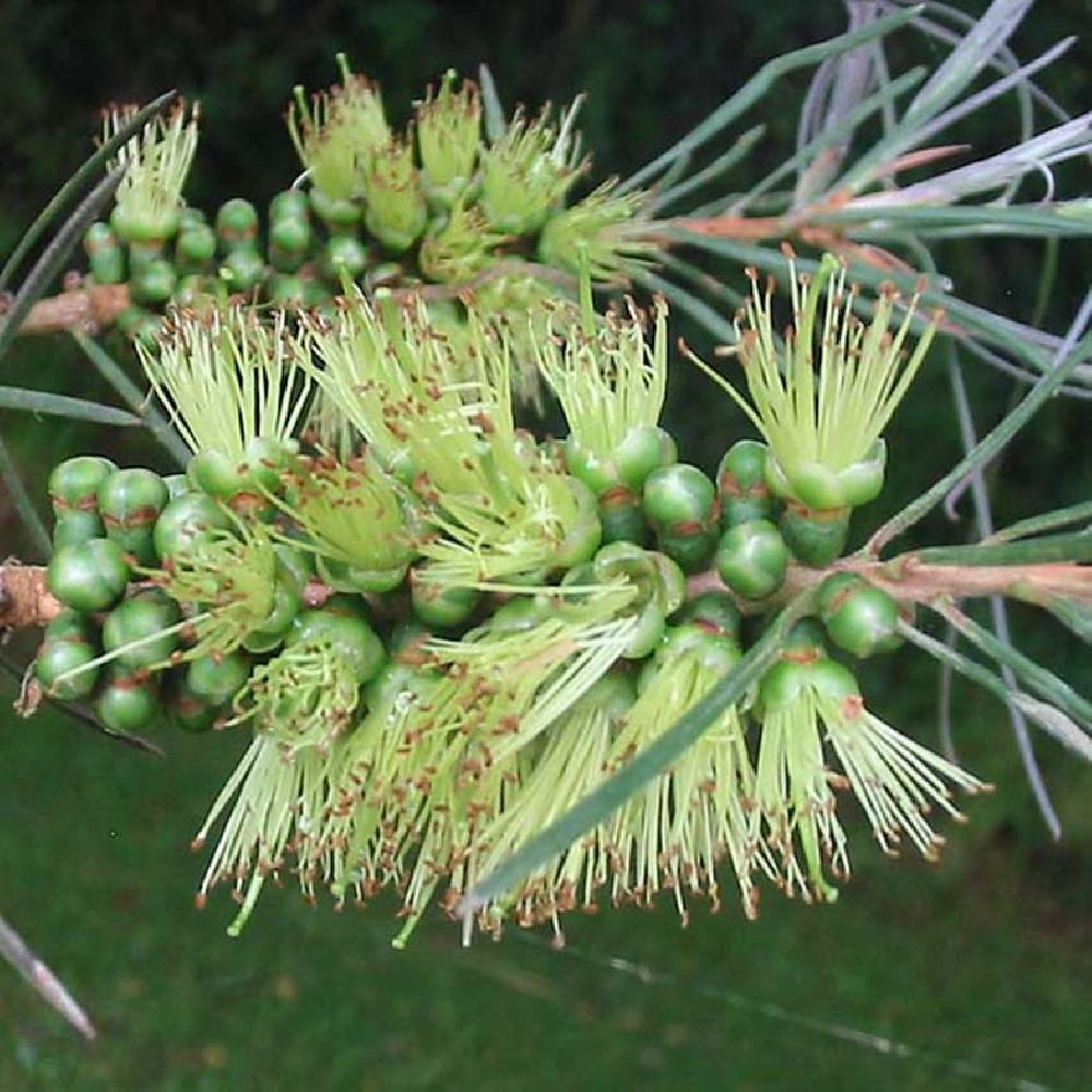 CALLISTEMON pachyphyllus 'Green'