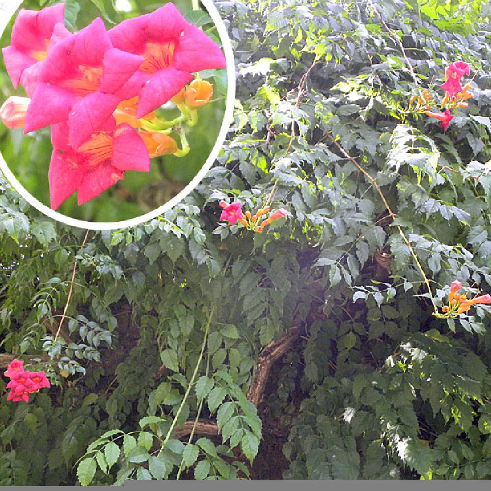 CAMPSIS (radicans) grandiflora