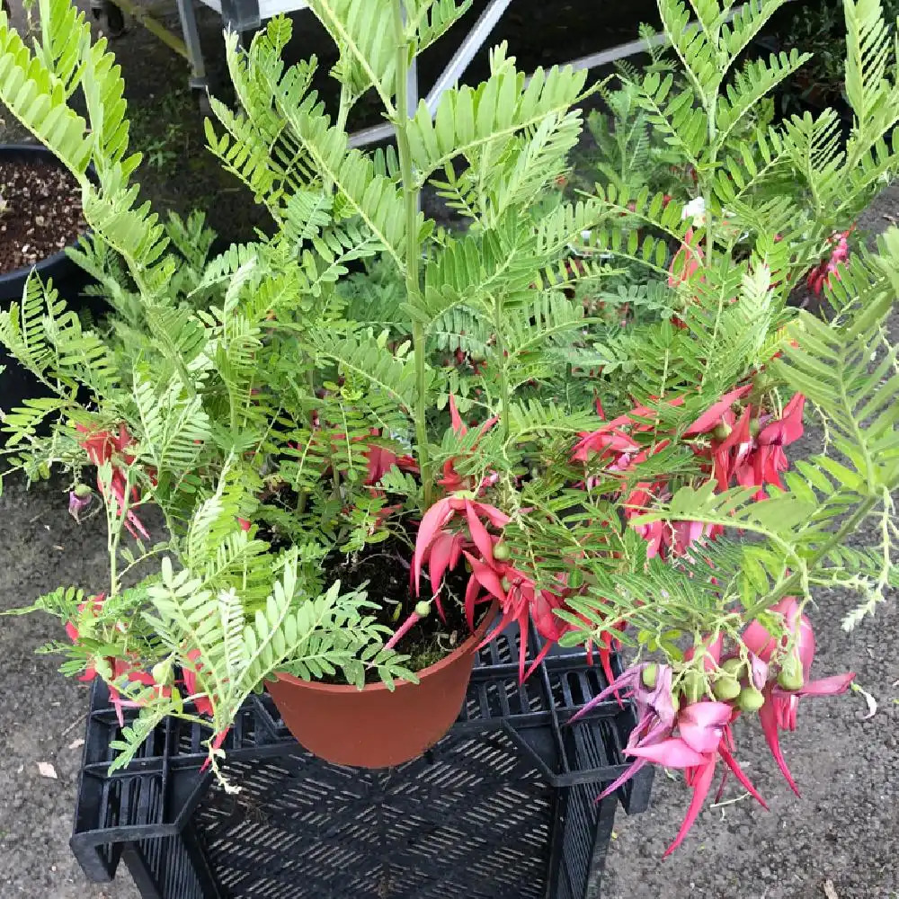 Clianthus puniceus, Pince de homard : planter et cultiver