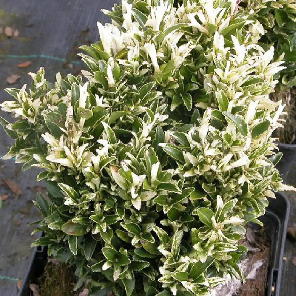 Fusain du japon panaché blanc - Euonymus japonicus silver king