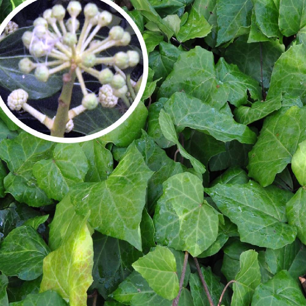 HEDERA colchica