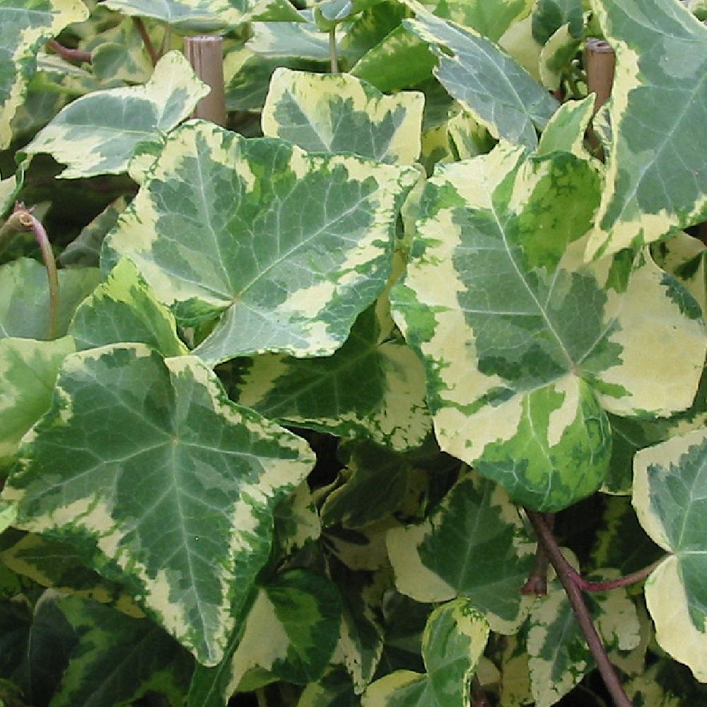 HEDERA helix 'Golden Kolibri'