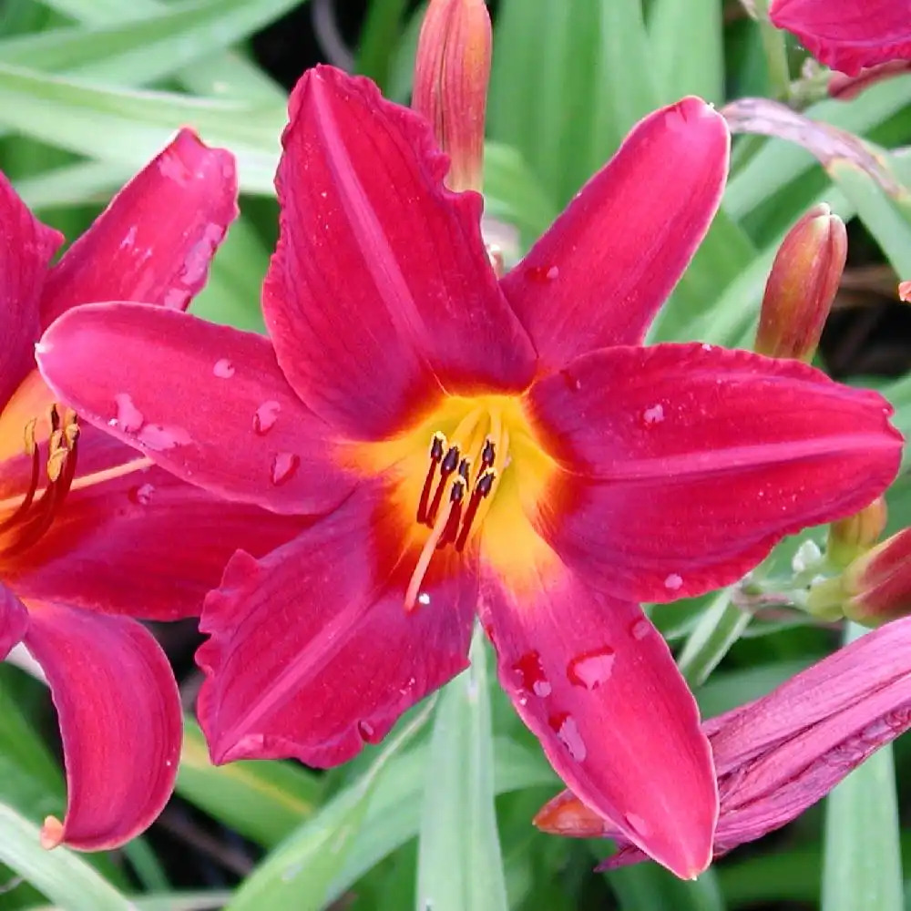 HEMEROCALLIS 'Carey Quinn'