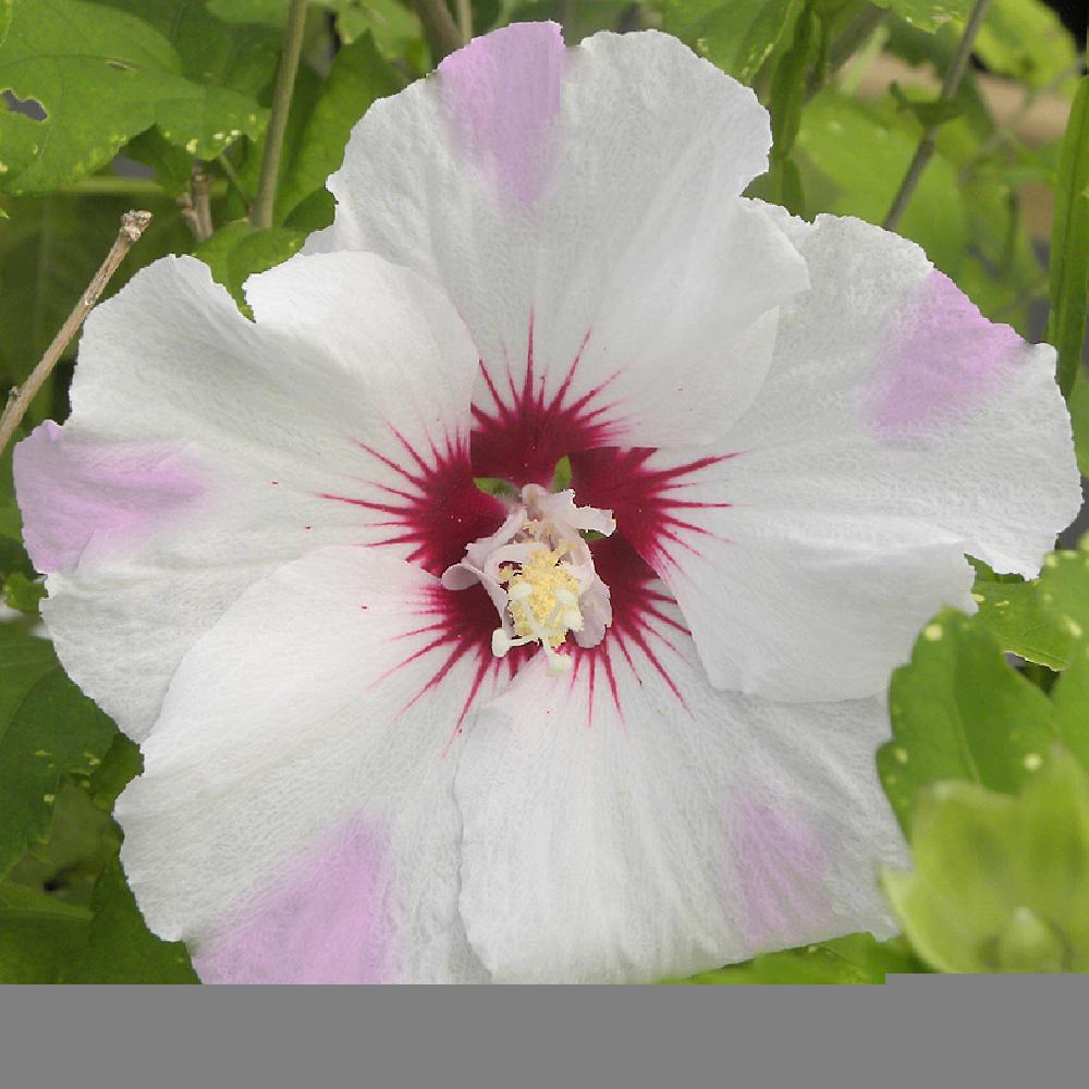 HIBISCUS syriacus PINKY SPOT®