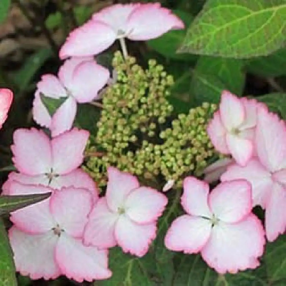 HYDRANGEA macrophylla DOLCE KISS®