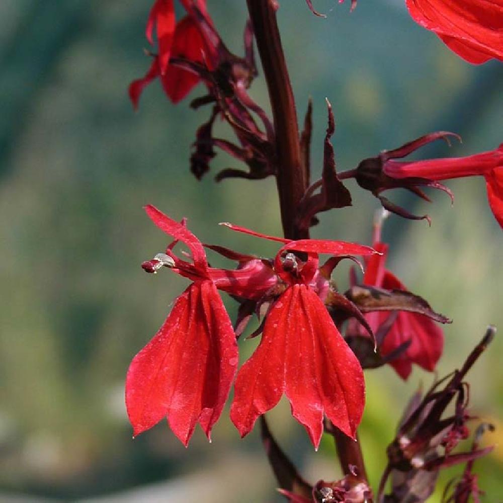 LOBELIA  'Queen Victoria'