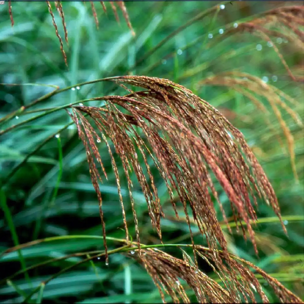 MISCANTHUS transmorrissonensis