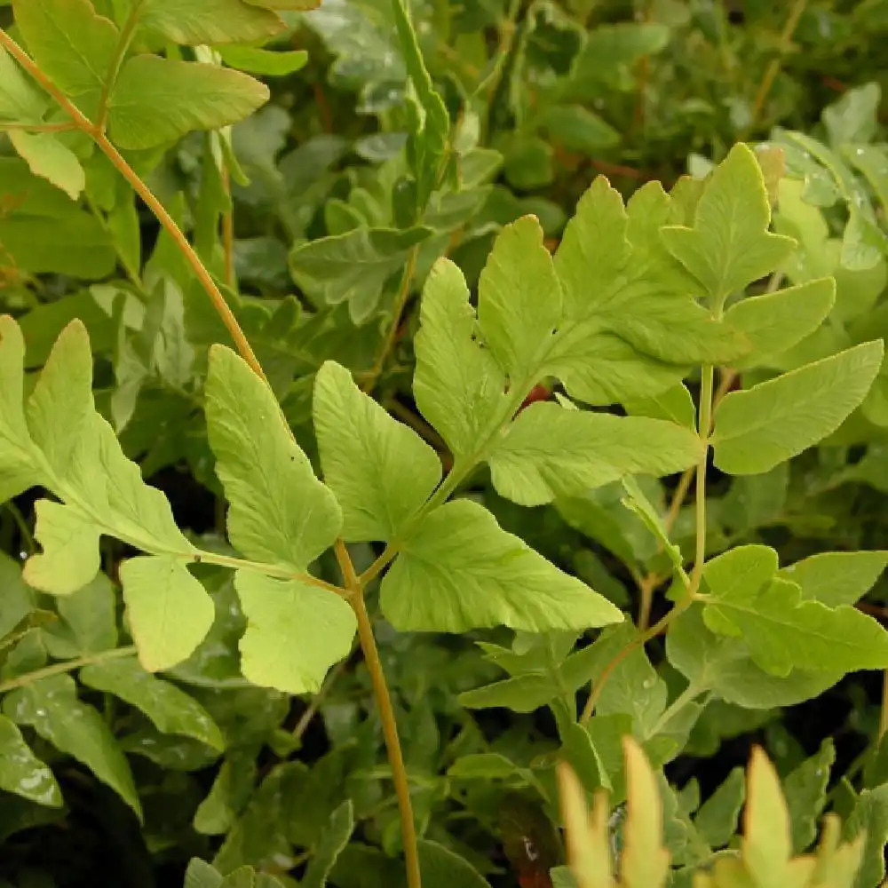 OSMUNDA regalis