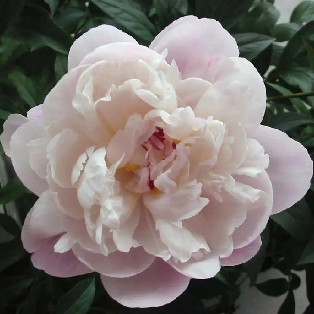 PAEONIA 'Vogue'