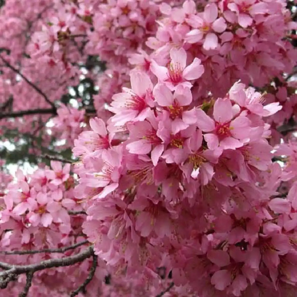 PRUNUS ACCOLADE (Cerisier à fleurs du Japon Accolade)