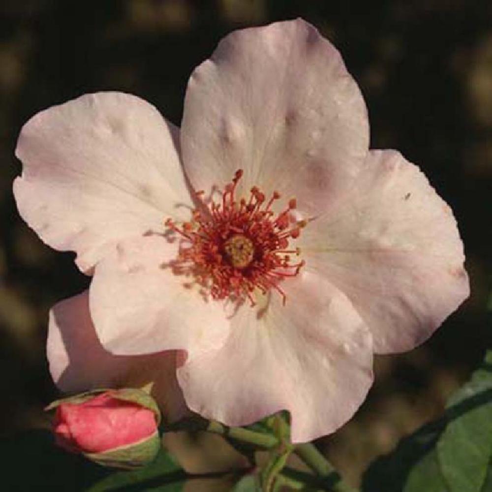 ROSA 'Dainty Bess'