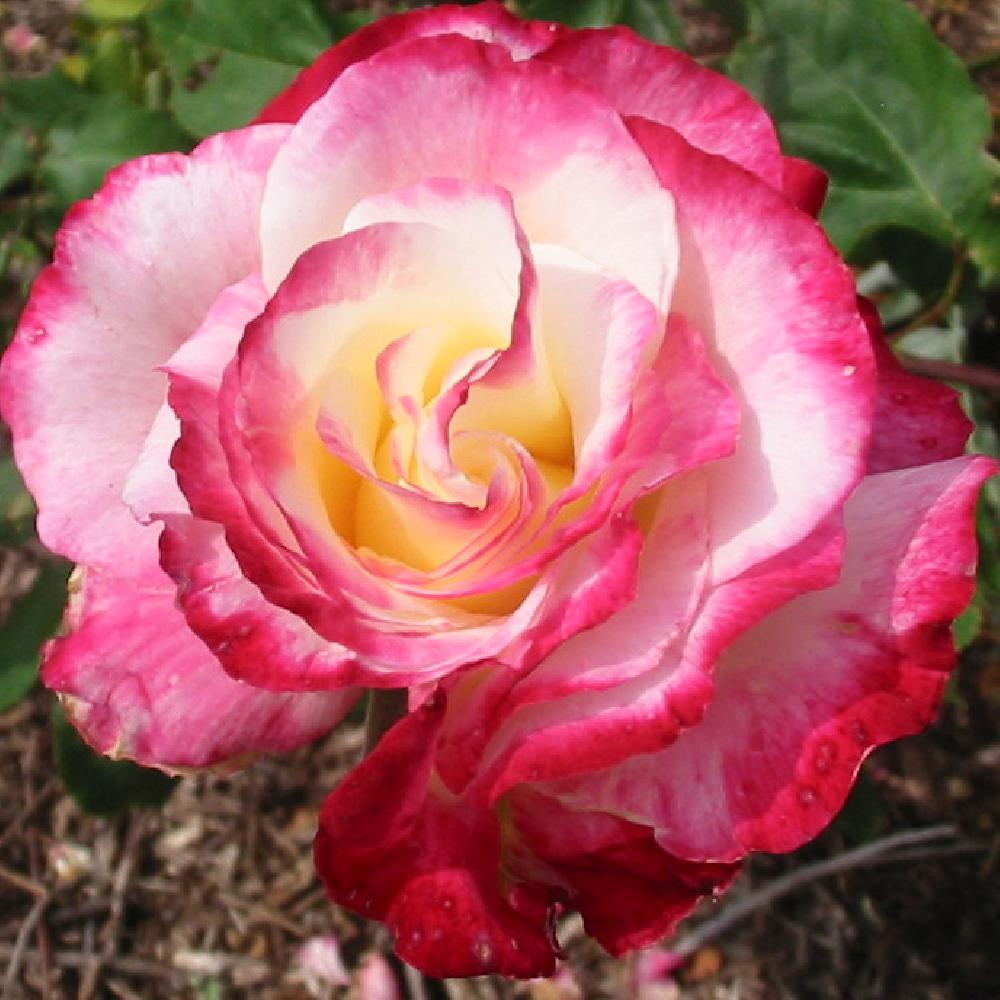 ROSA 'Double Delight'