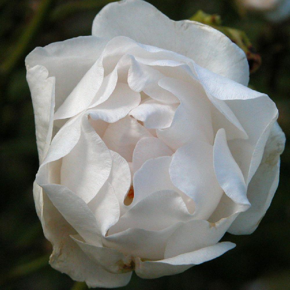 ROSA 'Dominique Loiseau'