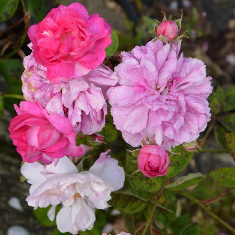 ROSA 'Fantin-Latour'