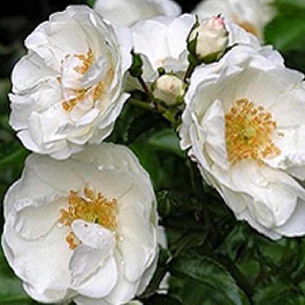 ROSA 'Innocencia'