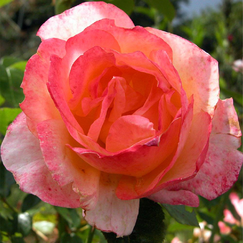 ROSA 'Isabelle Autissier'