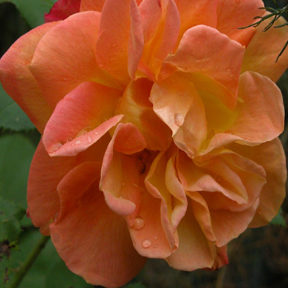 ROSA 'Joseph Coat'