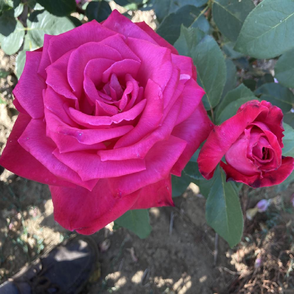 ROSA 'Lolita Lempika Climbing'