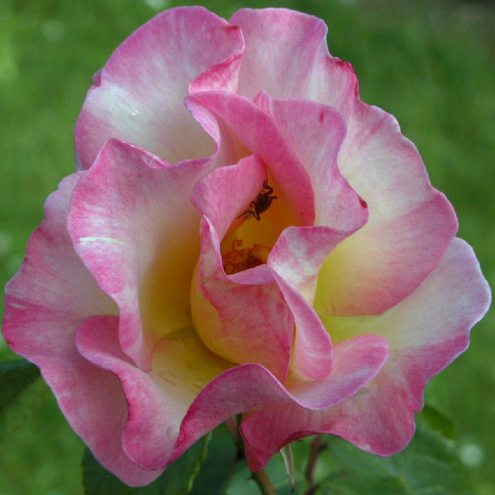 ROSA 'Olivier Roellinger'