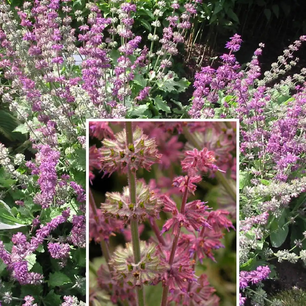 SALVIA verticillata 'Purple Rain'