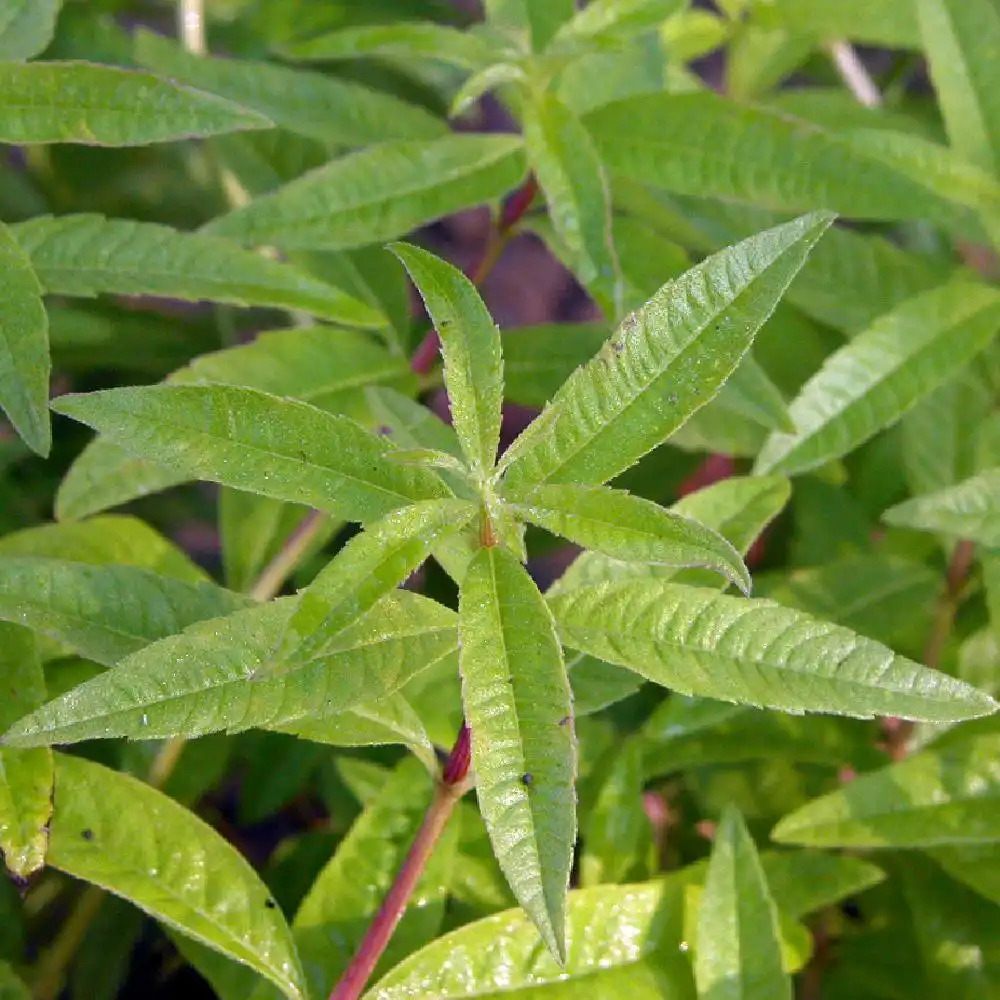 Verveine citronnelle ou Aloysia Triphylla - Aplamedom Réunion