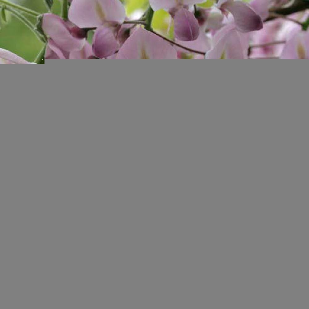 Glycine du Japon, Glycine floribonde, Wisteria floribunda