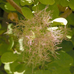 COTINUS coggygria 'Golden Spirit'