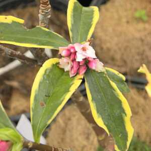 DAPHNE odora 'Mae-jima'