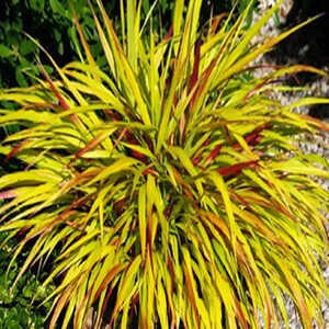 HAKONECHLOA macra 'Sunflare' ®