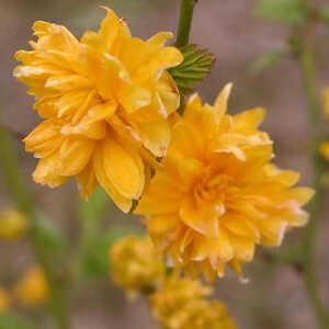 KERRIA japonica