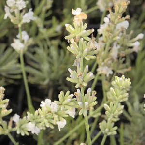 LAVANDULA angustifolia 'Alba'