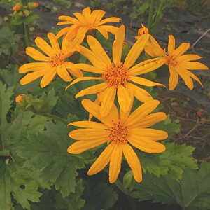 LIGULARIA palmatiloba