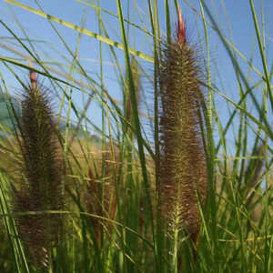 PENNISETUM alopecuroides 'Géant d'Argoat'