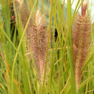 PENNISETUM alopecuroides 'Japonicum'