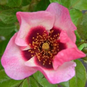 ROSA 'Peace and Love'®