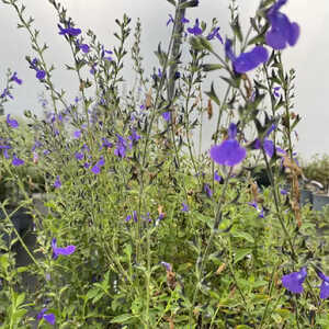 SALVIA microphylla 'Delice Feline'®