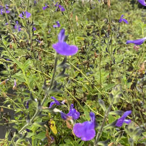 SALVIA microphylla 'Delice Feline'®