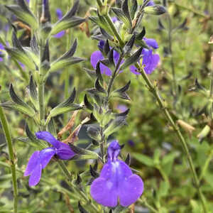 SALVIA microphylla 'Delice Feline'®